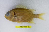 藏品(赤松毬)的圖片